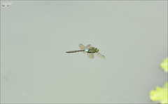 Anax parthenope julius