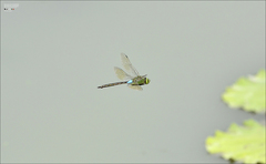 Anax parthenope julius