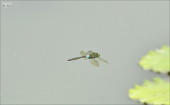 Anax parthenope julius