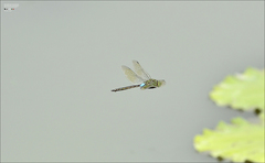 Anax parthenope julius