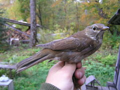 Pale Thrush photo 2