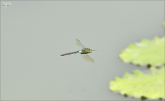 Anax parthenope julius
