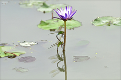 Anax parthenope julius