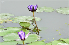 Anax parthenope julius
