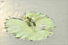 Anax parthenope julius