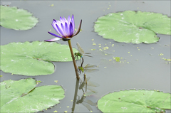 Anax parthenope julius