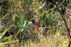 Terpsiphone viridis plumbeiceps