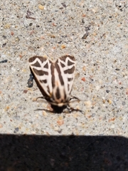 Apantesis williamsii