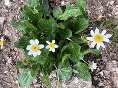 Caltha chionophila