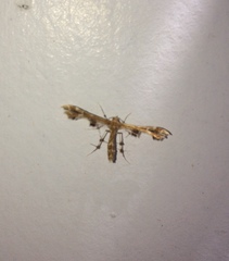 Geina periscelidactylus