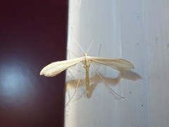 Hellinsia homodactylus