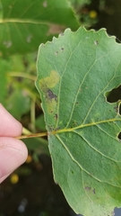 Stigmella populetorum