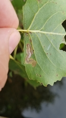 Stigmella populetorum
