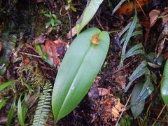 Pleurothallis deflexa
