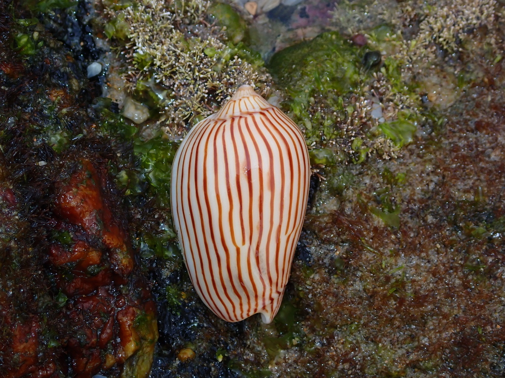 Zebra Volute from Bundagen NSW 2454, Australia on January 16, 2025 at ...