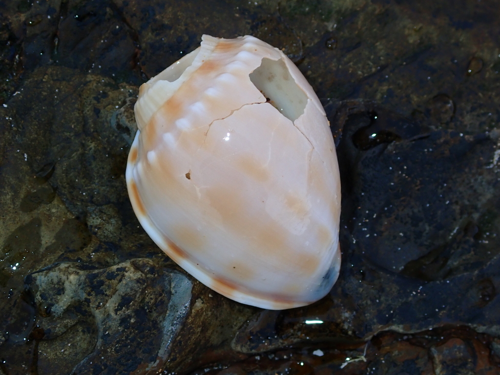 Banded Bonnet Snail from Bundagen NSW 2454, Australia on January 16 ...