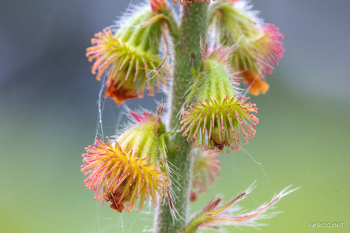 Vaistinė dirvuolė nuotrauka