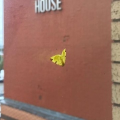 Opisthograptis luteolata