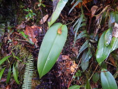 Pleurothallis deflexa