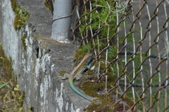 Cnemidophorus lemniscatus