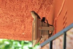 Fraseria caerulescens impavida