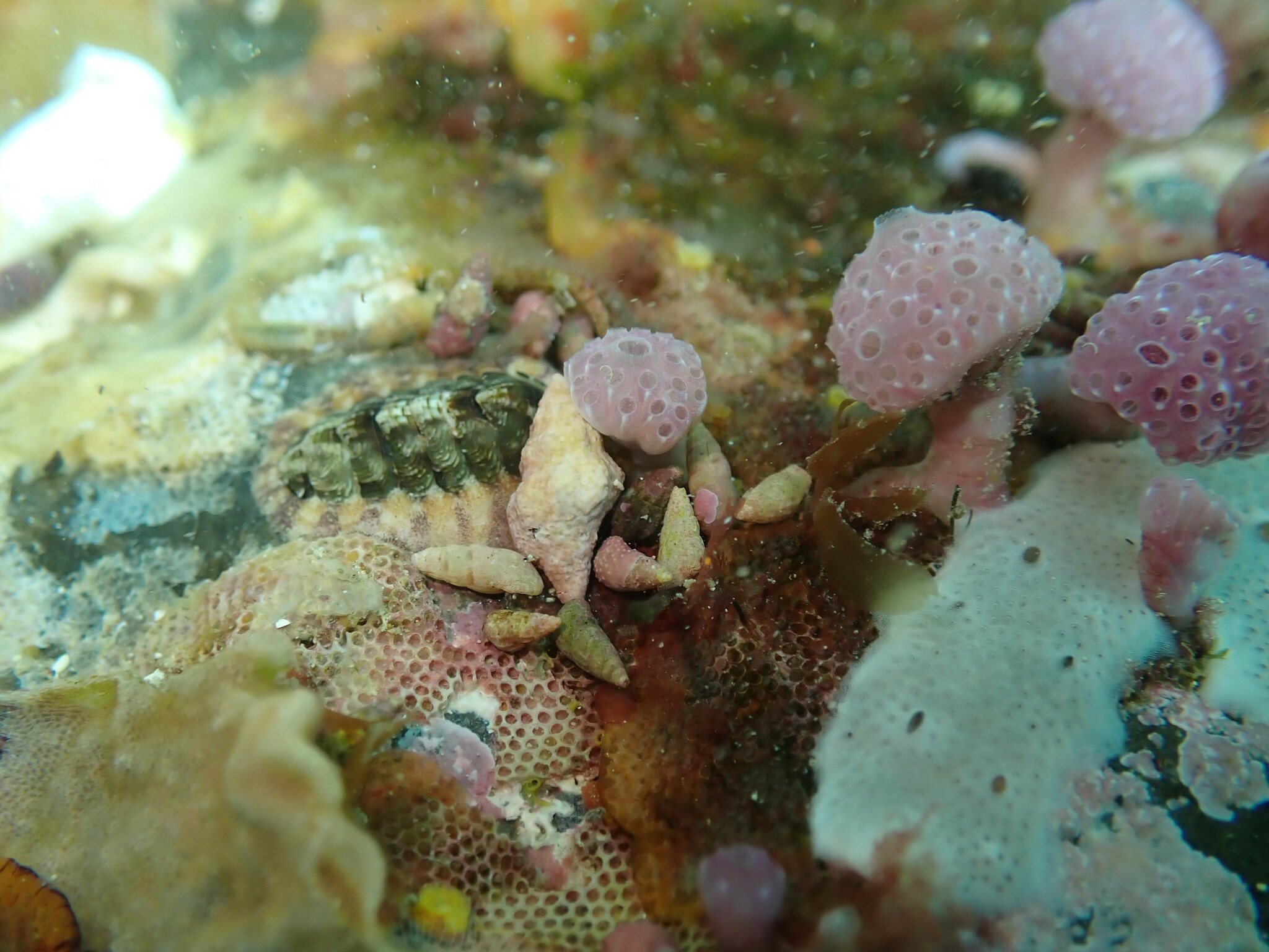 Hypsistozoa fasmeriana (Michaelsen, 1924)