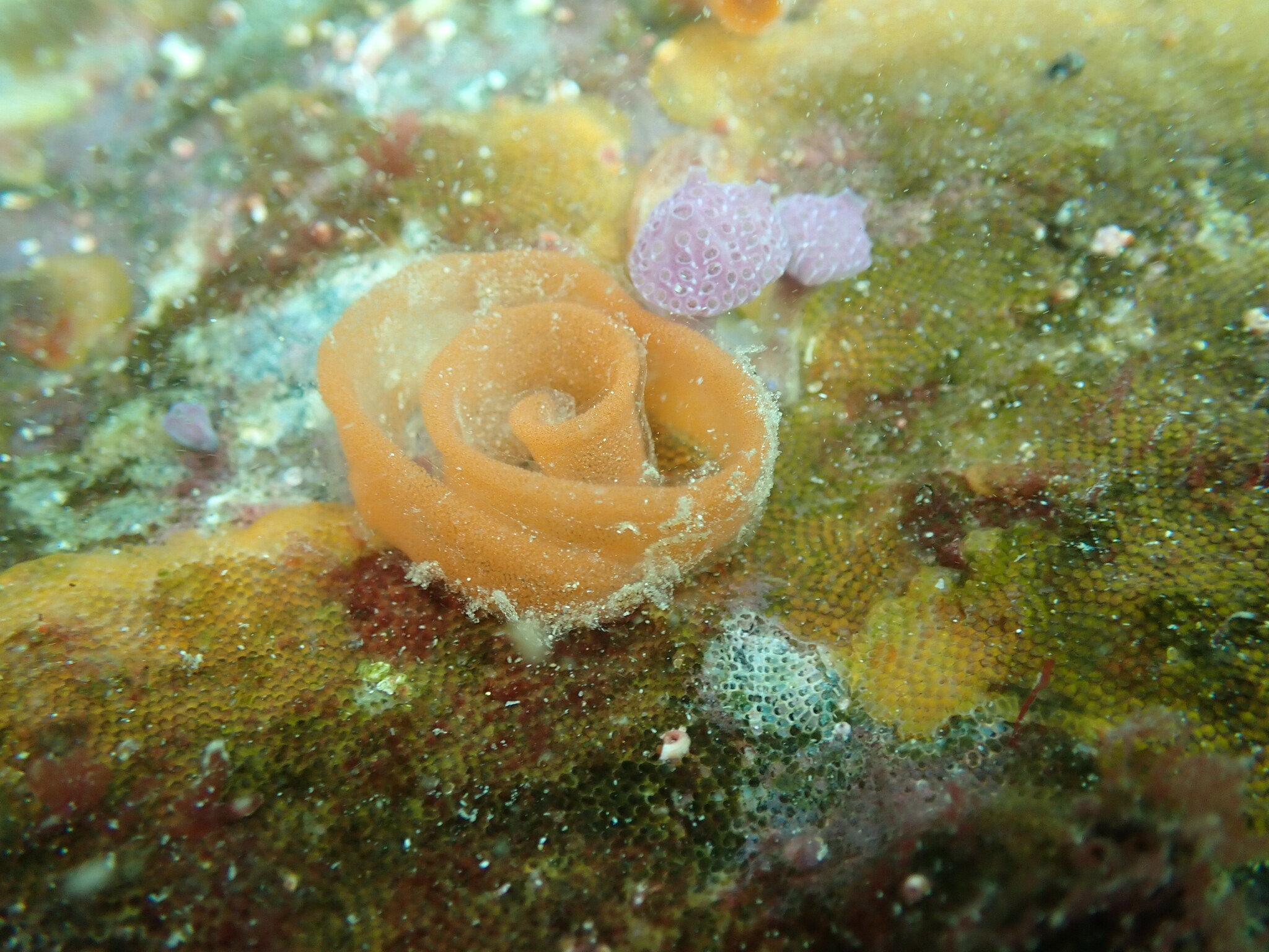 Hypsistozoa fasmeriana (Michaelsen, 1924)