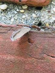 Celastrina neglecta