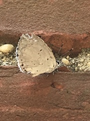 Celastrina neglecta