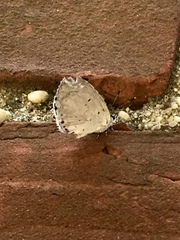 Celastrina neglecta