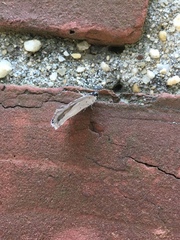 Celastrina neglecta