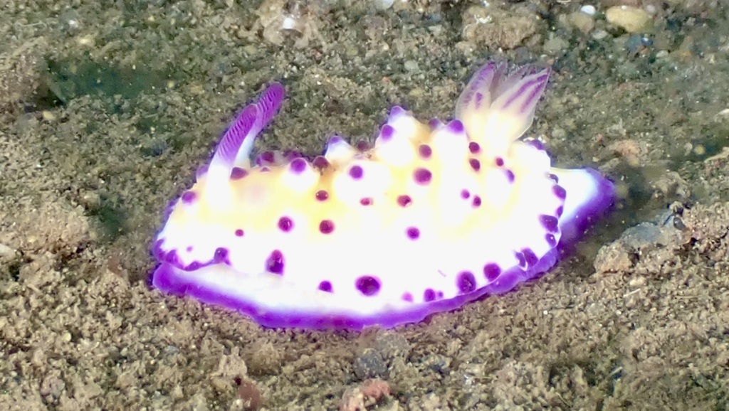 Beau Vallon Magnificent Slug
