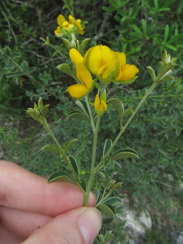 Image of Argyrolobium trifoliatum by (c) Marianne Le Roux, some rights reserved (CC BY)