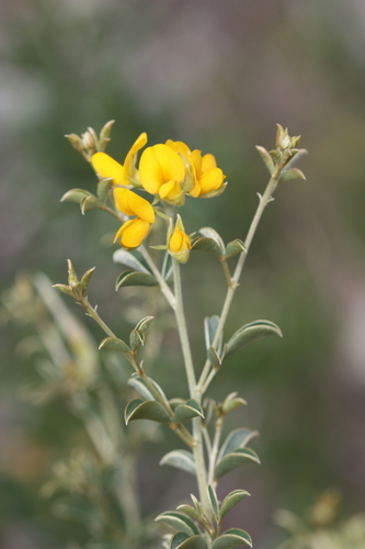 Image of Argyrolobium trifoliatum by (c) Marianne Le Roux, some rights reserved (CC BY)