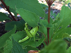 Cyrtacanthacridini