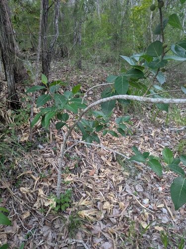 Image of Ficus opposita by no rights reserved