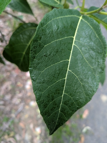Image of Ficus opposita by no rights reserved
