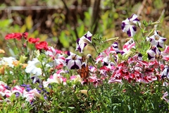 Catacroptera cloanthe cloanthe