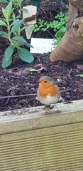 Erithacus rubecula