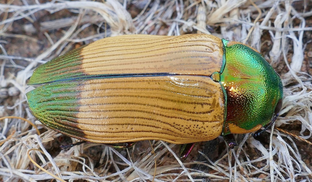 Temognatha pascoei