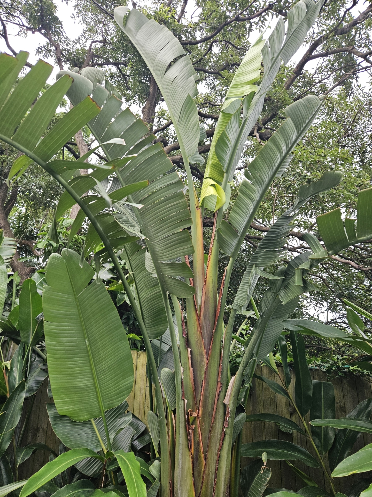 Imagem de Ave-do-paraíso-branca