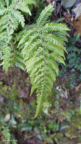 Parathelypteris observed 2025-01-16