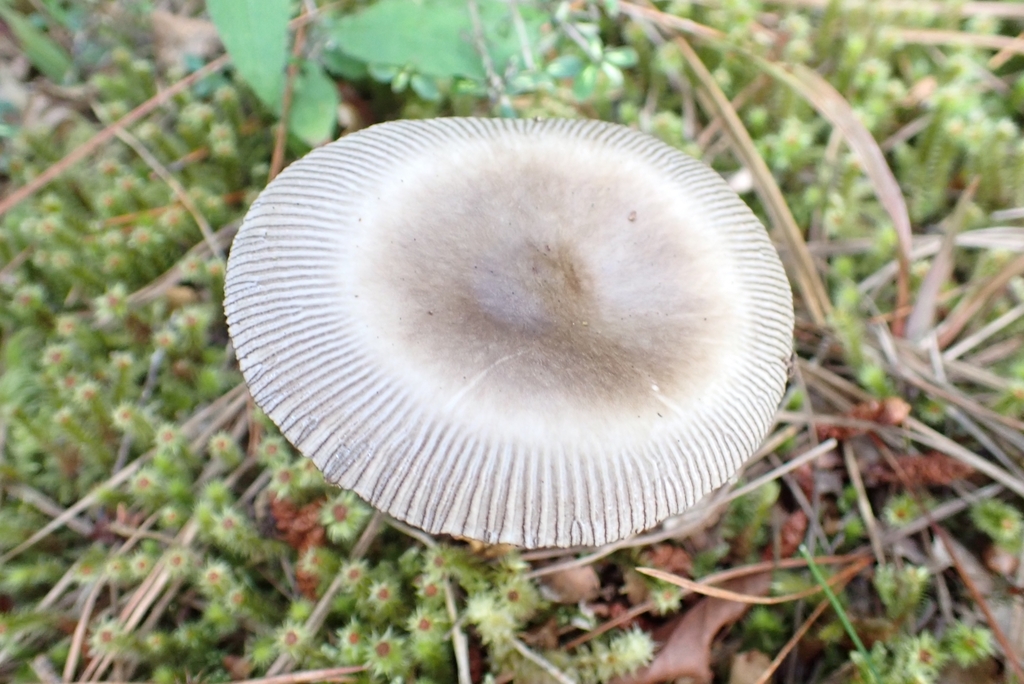 Amanita pekeoides · January 2025 · photo: © claire_grace83 (iNaturalist, cc-by)
