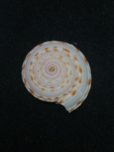 Architectonica maxima observed 2024-08-06