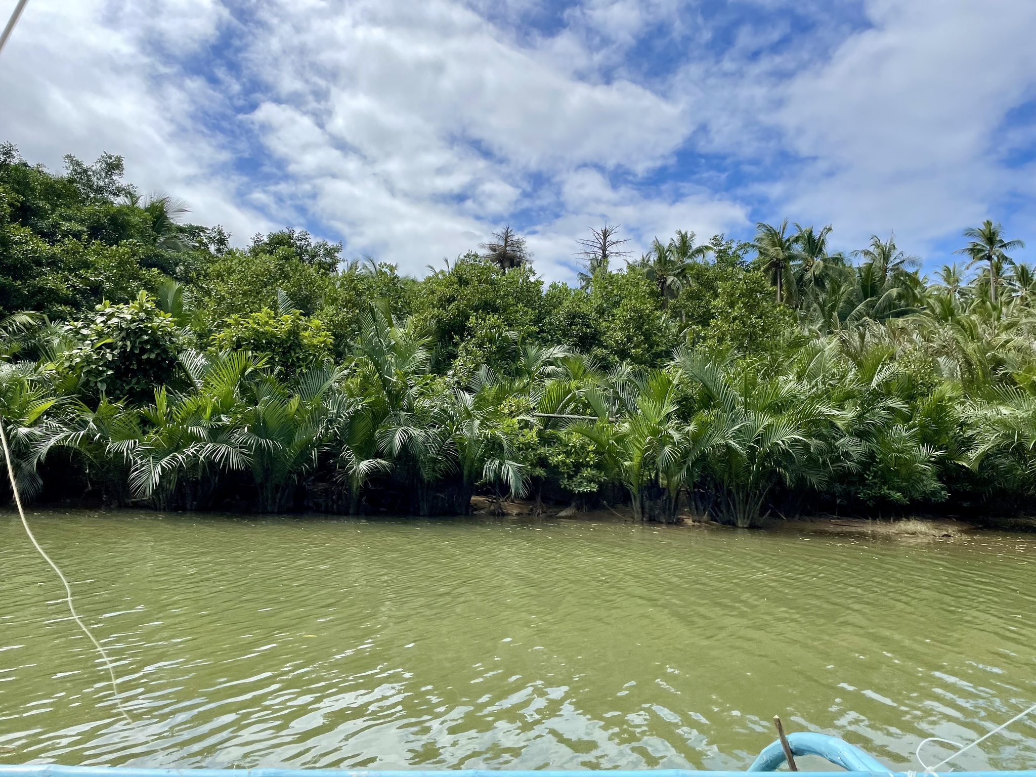 Imagem de Palmeira-do-mangue