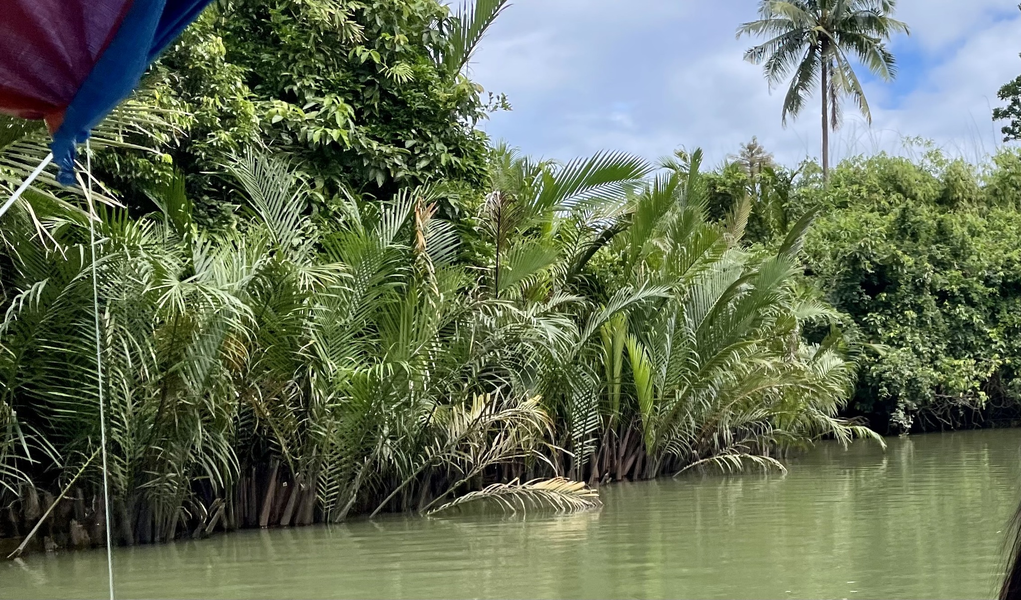 Imagem de Palmeira-do-mangue