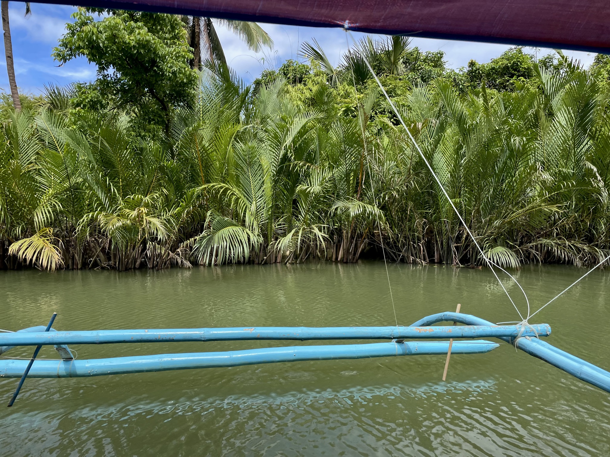 Imagem de Palmeira-do-mangue