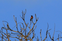 Cinnyris manoensis manoensis