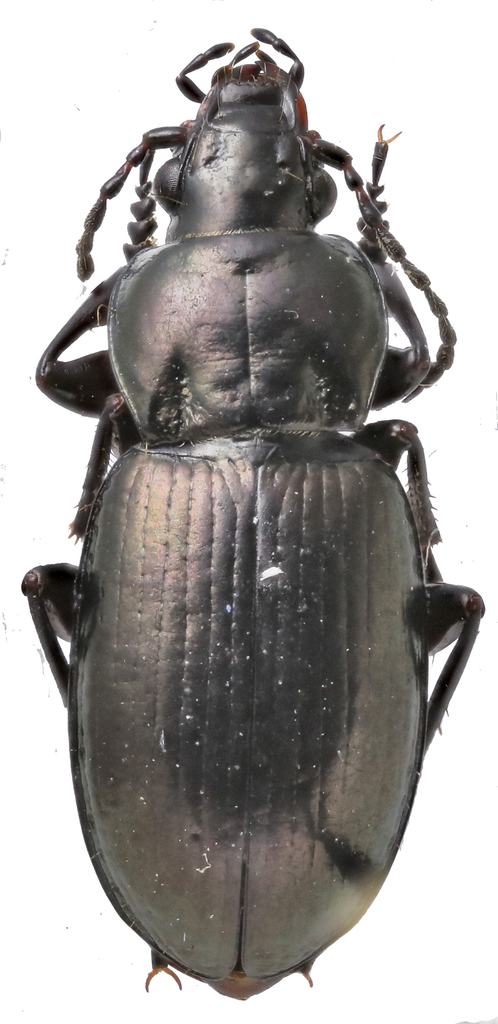 Pterostichus ventricosus