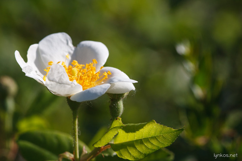 Immergrüne Rose